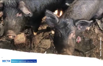 Ферма ужаса: голодных животных бросили на произвол в подсобном хозяйстве под Грязовцем