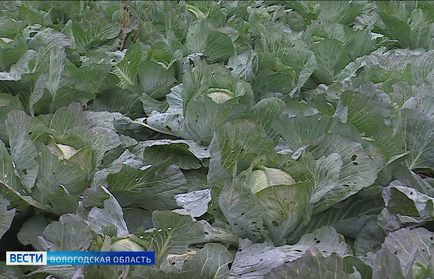 Вологодские сельхозпредприятия завершают уборочную кампанию на полях