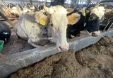 Очаг лейкоза крупного рогатого скота выявлен в Ивановской области