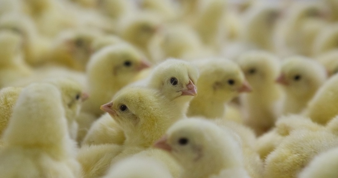 Меры профилактики гриппа птиц усилены в Шексне