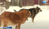 Около 100 бездомных собак отловлено в этом году в Иванове