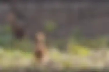 У пары японских журавлей в Ивановском зоопарке вылупились птенцы