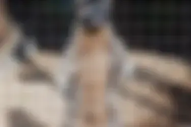 Группа енотов-полоскунов в Ивановском зоопарке переедет в новый вольер