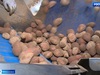 На полях Ивановской области практически полностью убрали картофель