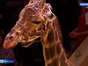 На арене Ивановского цирка стартовала новая программа «Жираф шоу»
