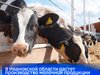 Почти на 15% выросло производство молочной продукции в Ивановской области