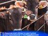 В Ивановской области доступно агрострахование с господдержкой