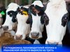 Господдержка производителей молока в Ивановской области выросла на треть