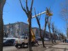 В Иванове подрядчики приступили к сносу аварийных деревьев и омолаживающей обрезке зеленых насаждений