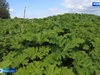 Жителям Ивановской области грозят штрафы за борщевик на участках