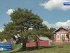 Красновская сосна из Тейковского района участвует в конкурсе «Российской дерево года»