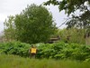 В Иванове стартовал очередной этап борьбы с борщевиком