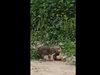 В Ивановском зоопарке вновь пополнение
