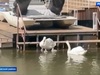 У лебедей из Родниковского Летнего сада прибавление