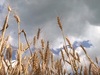 «День поля» в Ивановской области пройдет под знаком сельскохозяйственных цифровизации