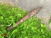В Ново-Талицах Ивановского округа нашли боеприпас от гранатомёта РПГ