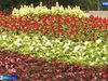 Команда фермеров превратила Иваново в город-сад