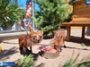 «День огненной лисы» отметили в Ивановском зоопарке