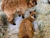 В семействе четвероногих обитателей Ивановского зоопарка пополнение