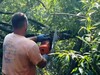 В Иванове продолжается расчистка от аварийных деревьев