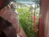 Пенсионерка из Ивановской области 3 года выращивала коноплю у себя дома