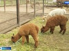 Коллекция Ивановского зоопарка вновь пополнилась