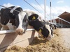 Рост производства продукции АПК в Ивановской области составил 4%