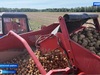 Площадь посадки картофеля в хозяйствах Ивановской области составила почти 900 гектар