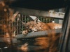 Ивановский зоопарк отметил юбилей