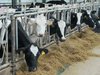 Производство молока в Ивановской области за 5 лет увеличилось на 13%