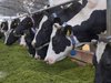 Производство молока в Ивановской области за 5 лет выросло на 13%