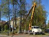 В Садовой аллее Иванова сносят больные деревья 