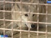 В ивановском зоопарке сегодня стартовала традиционная акция ко Дню пожилого человека