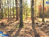 В Родниках восстанавливают сад доктора Алексея Салеева