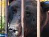 Медведь из Нижневартовска осваивается в центре помощи диким животным вблизи Иванова
