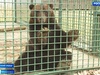 Медведь Балу приехал в Ивановскую область на реабилитацию из Нижневартовска