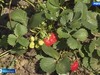 Дело о мошенничестве с грантом «Агростартап» в Ивановской области уходит в суд
