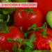 О вкусном и полезном: питание в жару