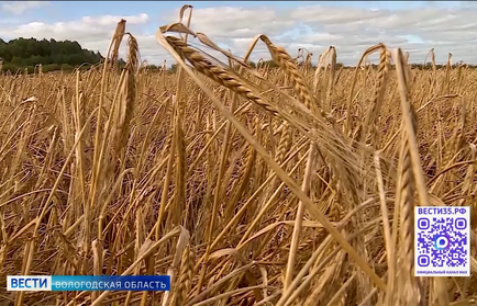Вологодские аграрии приступили к уборке зерновых культур