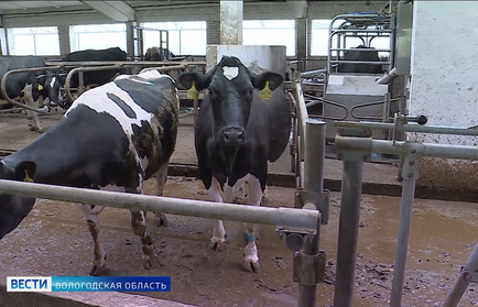 Вологодский округ стал лидером региона по поголовью крупного рогатого скота