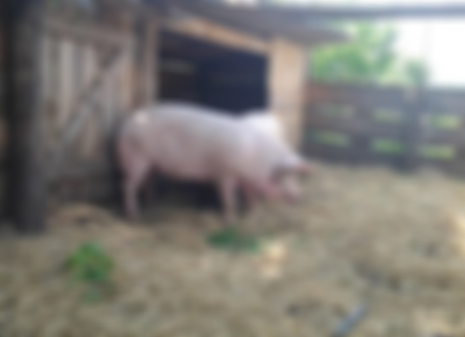 Очаг африканской чумы свиней выявлен в Грязовецком районе