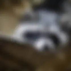В зоопарке ТРК "Ясень" в Иванове Россельхознадзор и прокуратура выявили факты жестокого обращения с животными