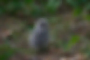 В Клязьминско-Лухском заказнике орнитологи кольцевали совенка длиннохвостой неясыти