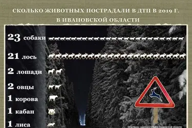 В ДТП чаще всего попадают лоси и собаки. Инфографика