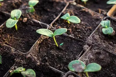 Ивановцы заранее закупаются семенами
