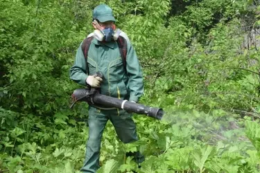 В Иванове обработано 15 из 50 участков, заросших борщевиком Сосновского