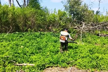Тейковский район уничтожит вдвое больше борщевика по сравнению с 2022 годом
