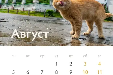 Стали известны имя и биография плесского кота с календаря "Русские котики"