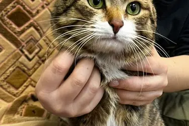Ботанический сад ИвГУ пристраивает кота, который провел 30-градусные морозы в сарае