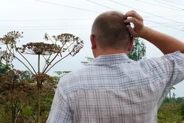 В Ивановской области ввели штрафы для собственников участков, на которых растет борщевик Сосновского